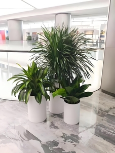 奉化植物租赁方案